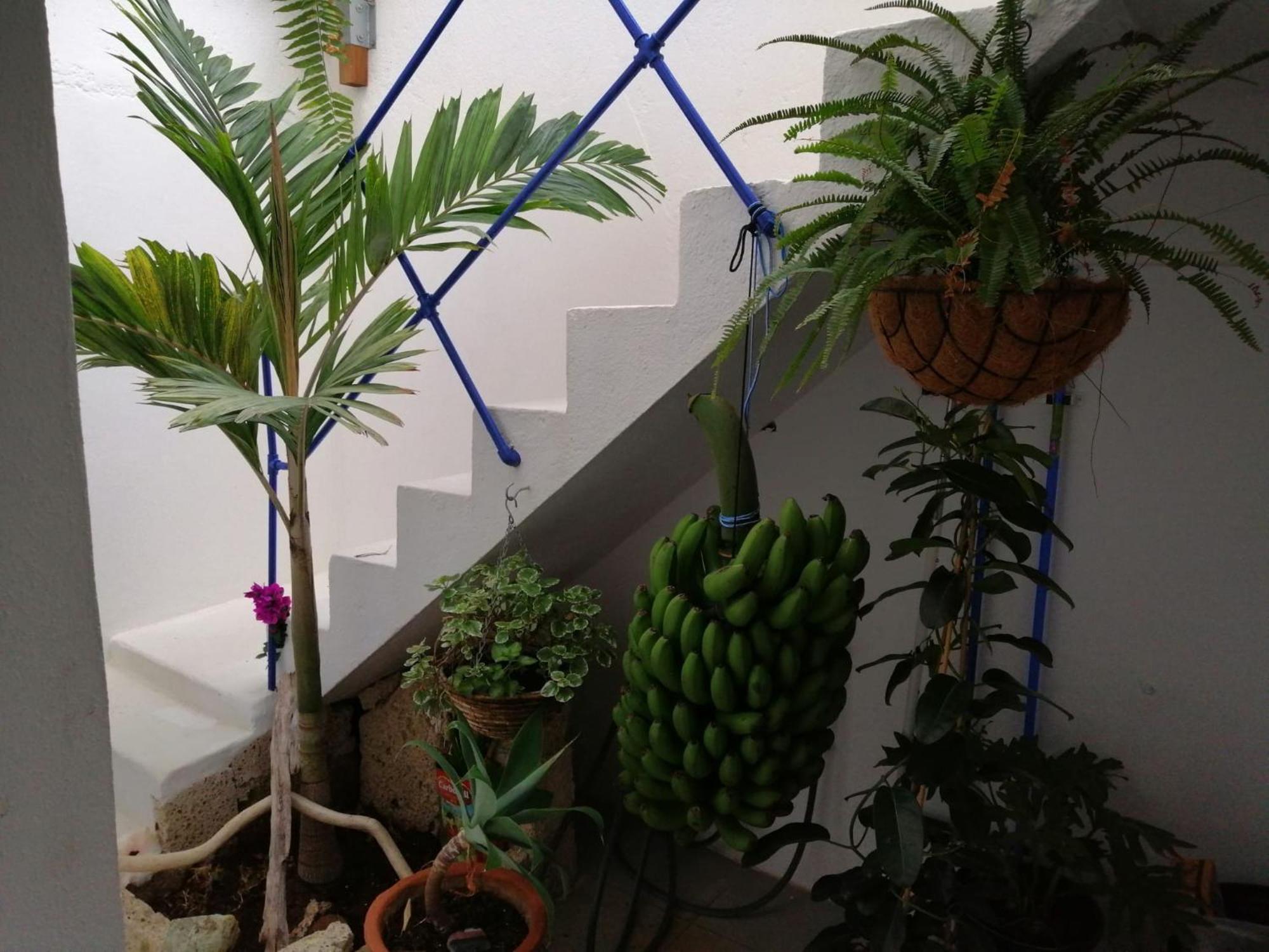 La Haciendita De La Casita Azul Puerto de la Cruz  Exteriér fotografie